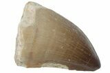 Fossil Mosasaur (Prognathodon) Tooth - Morocco #216989-1